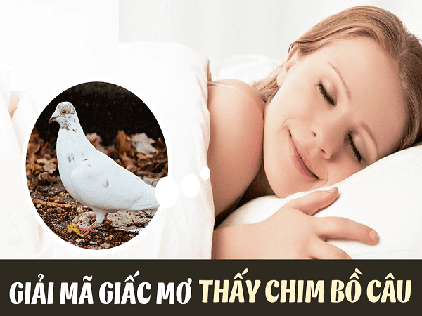 Luận giải mơ thấy chim bồ câu là điềm gì? Đánh đề số mấy?