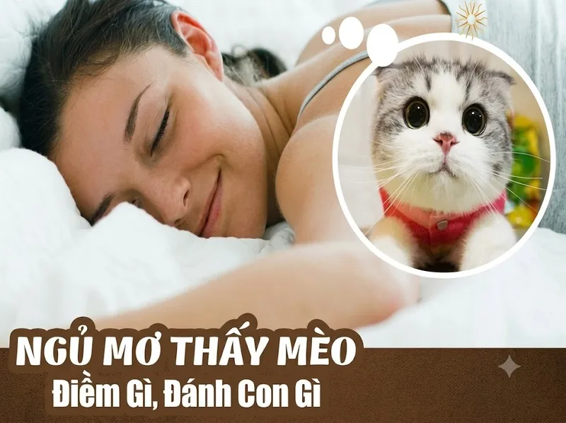 Những con số gắn với giấc mơ thấy mèo chỉ mang tính tham khảo dân gian.